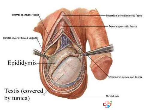 睾丸胀痛怎么办-九江医大医院