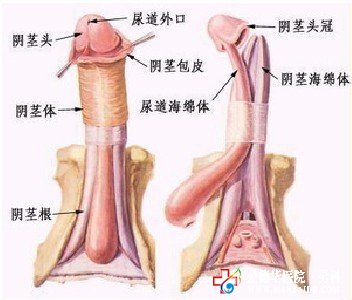 男性龟头炎，包皮过长是惹根-九江医大医院