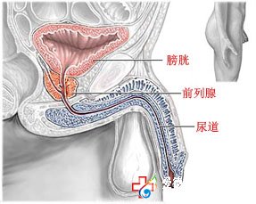 男性尿道滴白是急性前列腺炎吗_九江医大医院