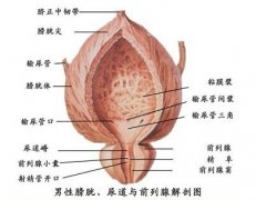 前列腺肥大