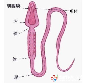 精子成活率低怎么办