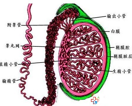 得了梗阻性无精症怎么办