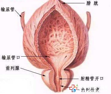 男性排尿困难，当心前列腺炎