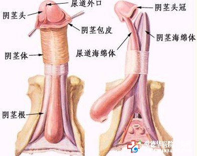 九江割包皮多少钱