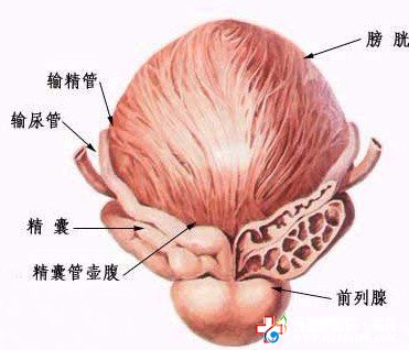 急性前列腺炎的主要症状有哪些