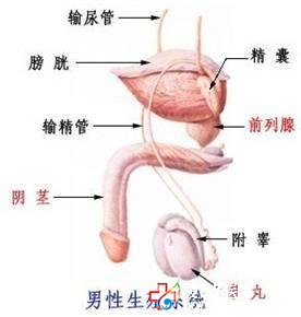 前列腺炎对勃起功能有影响吗-石河子男科医院